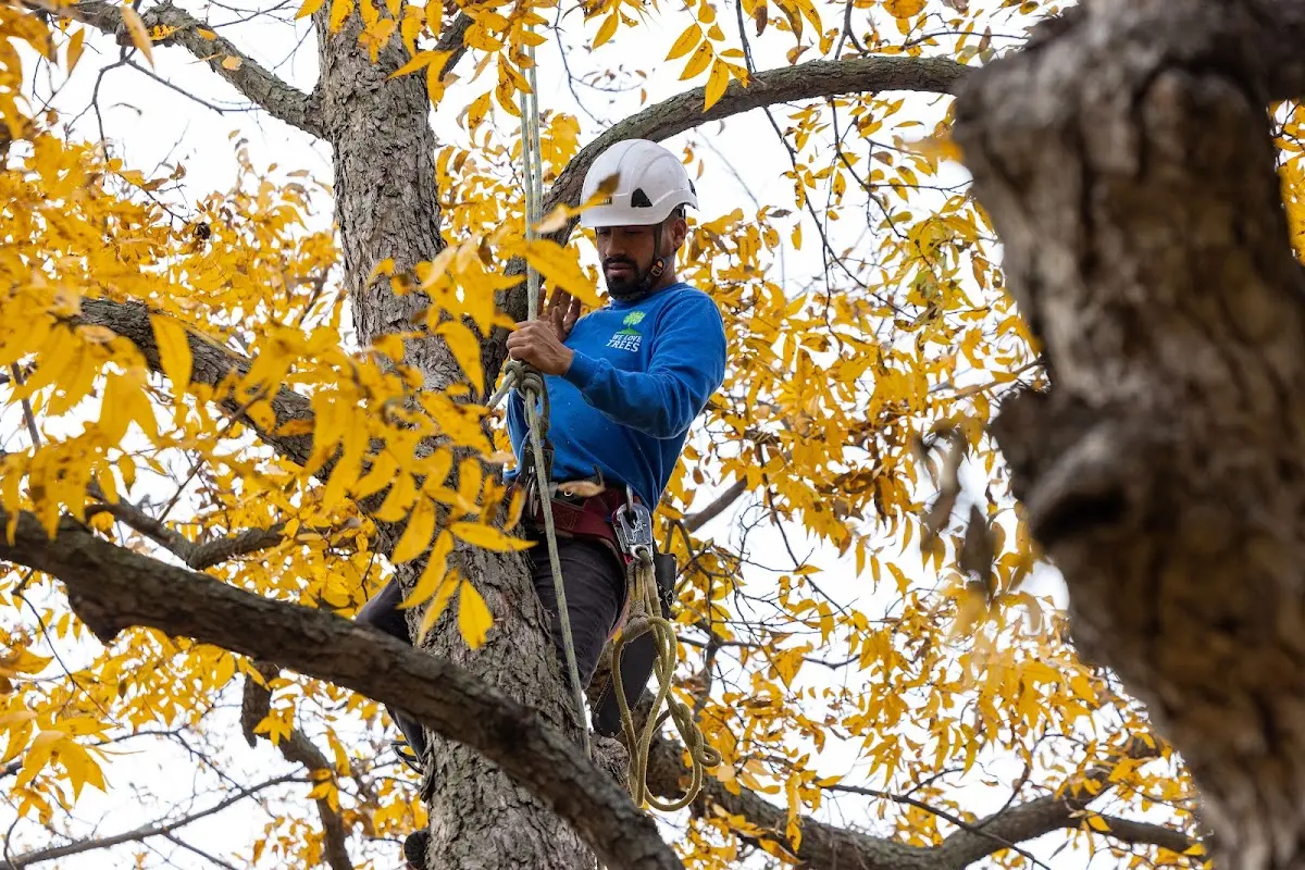 Skilled Tree Trimming crew working in Ramer